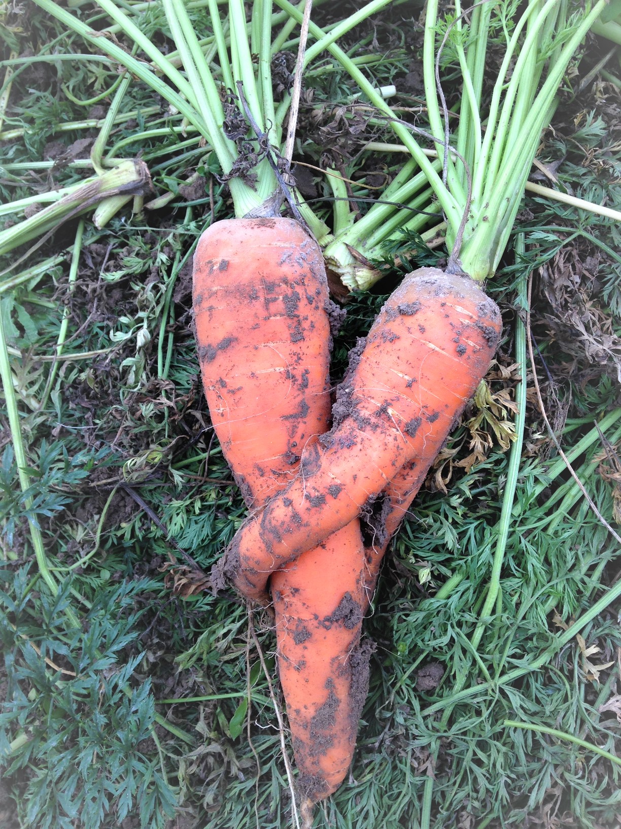 knuffelende wortels